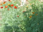 California poppies