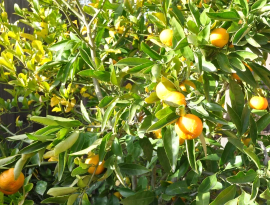 tangerine tree